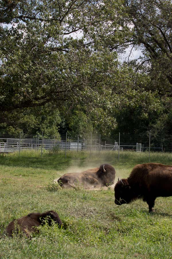 Bison Cloud