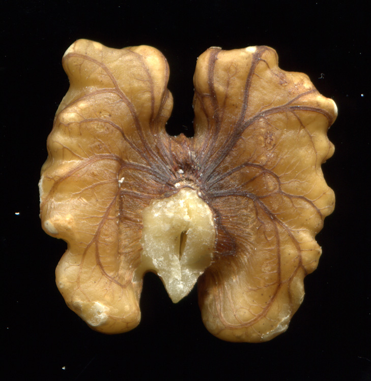 walnut