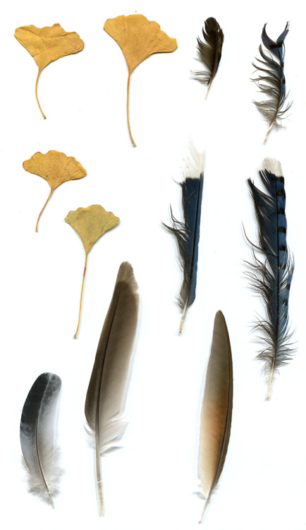 Feathers
