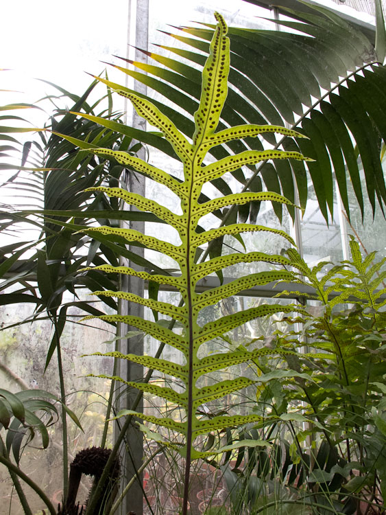 Colonised Plant, Bristol