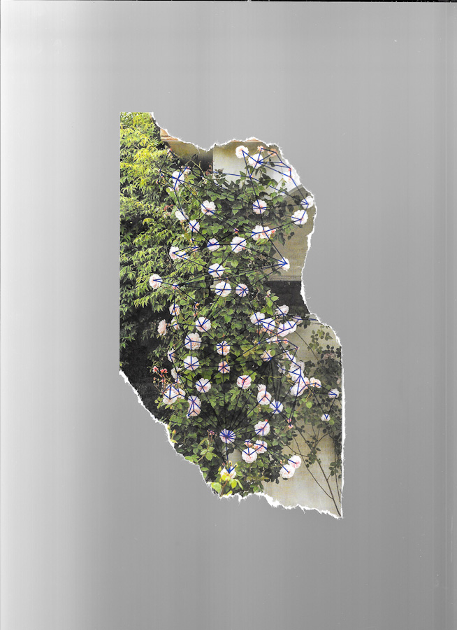 Rambling Rose