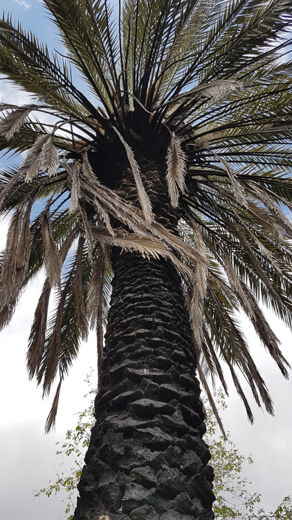 Black Palm